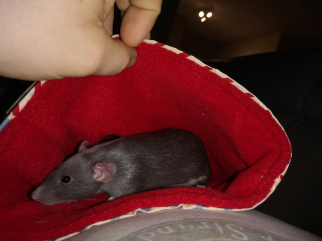 Nala voorstelling